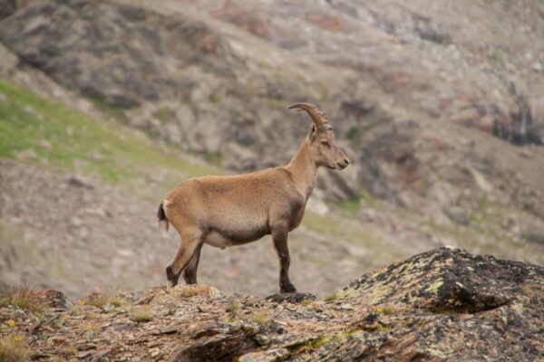 wildlife-mammal-alpine-fauna-antelope-mountain-goat-1391501-pxhere.com