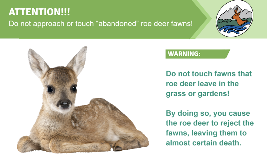 Attention! Do Not Approach “Abandoned” Roe Deer Fawns!